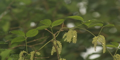 Dioscorea pentaphylla